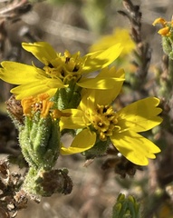 Deinandra paniculata