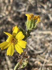 Deinandra paniculata