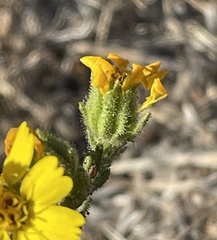 Deinandra paniculata