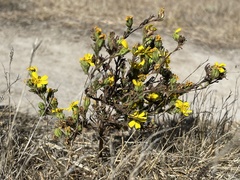 Deinandra paniculata