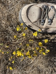 Deinandra paniculata