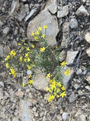 Gutierrezia microcephala