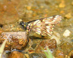 Catasticta philodora