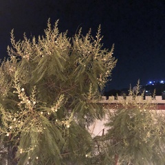 Leucaena leucocephala