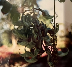 Strongylodon macrobotrys