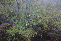 Philadelphus lewisii