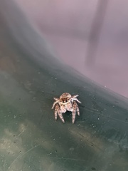 Carrhotus