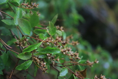 Philadelphus lewisii
