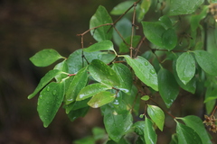 Philadelphus lewisii