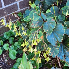 Begonia grandis