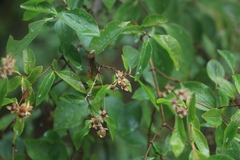 Philadelphus lewisii