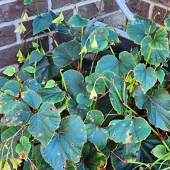 Begonia grandis