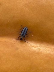 Acalymma trivittatum