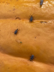 Acalymma trivittatum