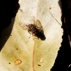 Muscidae