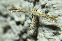 Oxyptilini