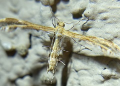 Oxyptilini