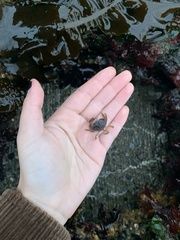 Glebocarcinus oregonensis