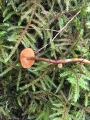 Gymnopilus liquiritiae