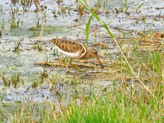 Rostratula benghalensis