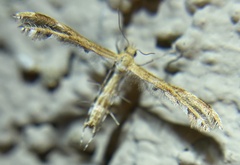 Oxyptilini