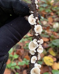 Byssomerulius corium