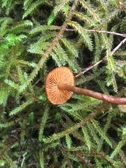 Gymnopilus liquiritiae