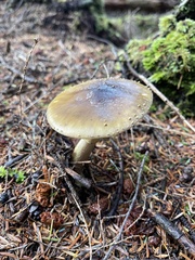 Amanita augusta