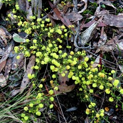 Acacia aculeatissima