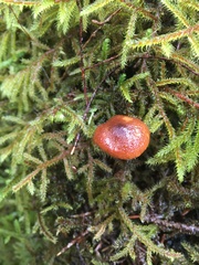 Gymnopilus liquiritiae