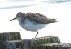 Calidris pusilla