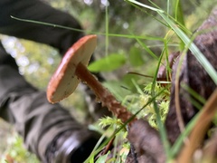 Lepiota magnispora