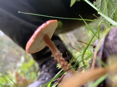 Lepiota magnispora