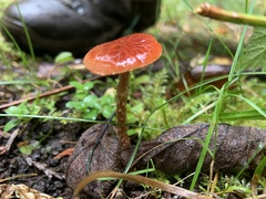 Lepiota magnispora