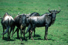 Connochaetes taurinus mearnsi