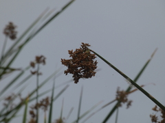 Schoenoplectus californicus