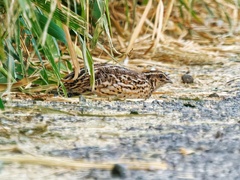 Coturnix japonica