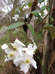 Clematis aristata