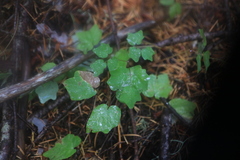 Vancouveria hexandra