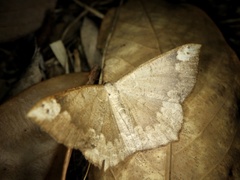 Peratostega deletaria