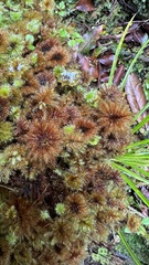 Hypnodendron