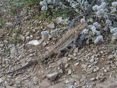 Pogona vitticeps