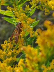 Polistes bellicosus