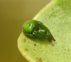 Araneus cyrtarachnoides