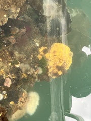 Botrylloides violaceus