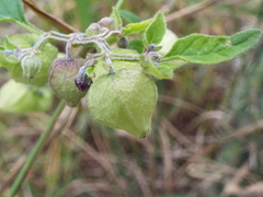 Physalis solanacea