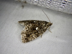 Protodeltote distinguenda