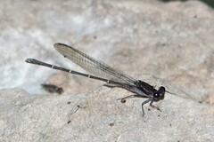 Argia tezpi