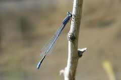 Enallagma semicirculare