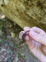 Pseudouroctonus reddelli